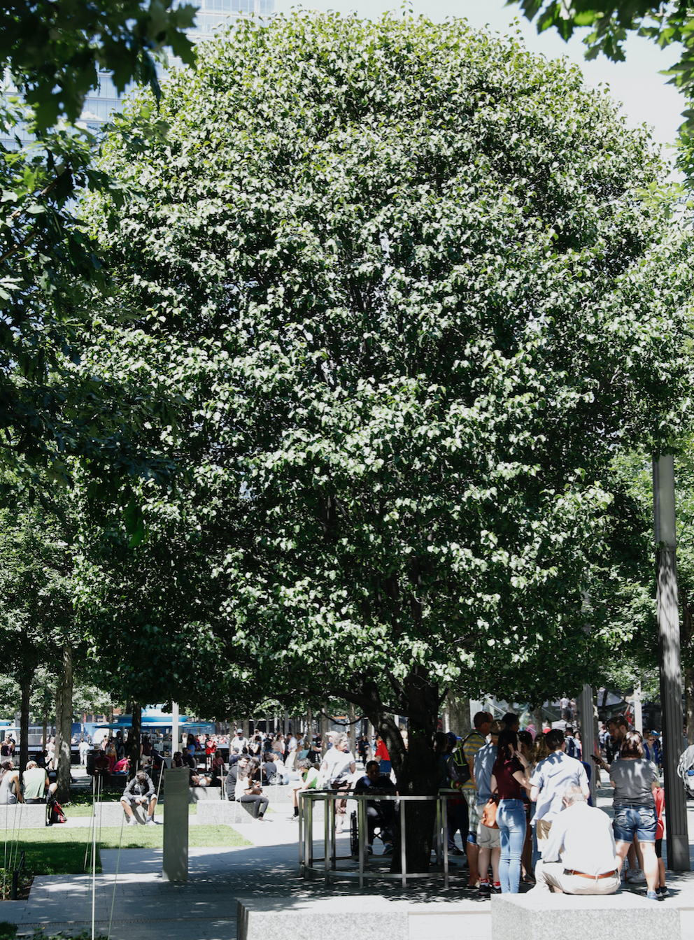 A group of people stand under the green leaves of the Survivor Tree on a sunny day.