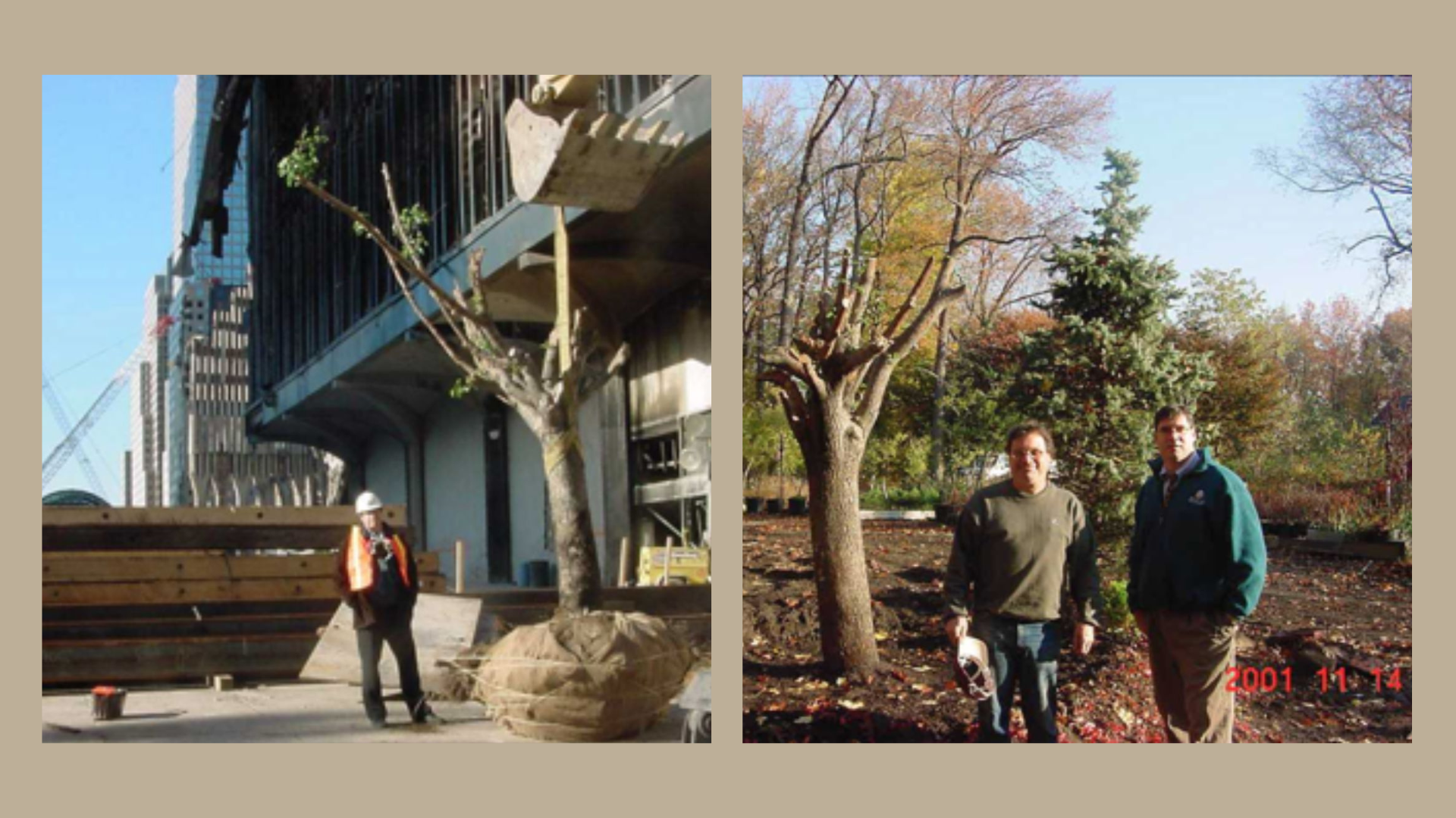 The Survivor Tree at the remains of the World Trade Center (right) and at the Parks Department's Arthur Ross Nursery 