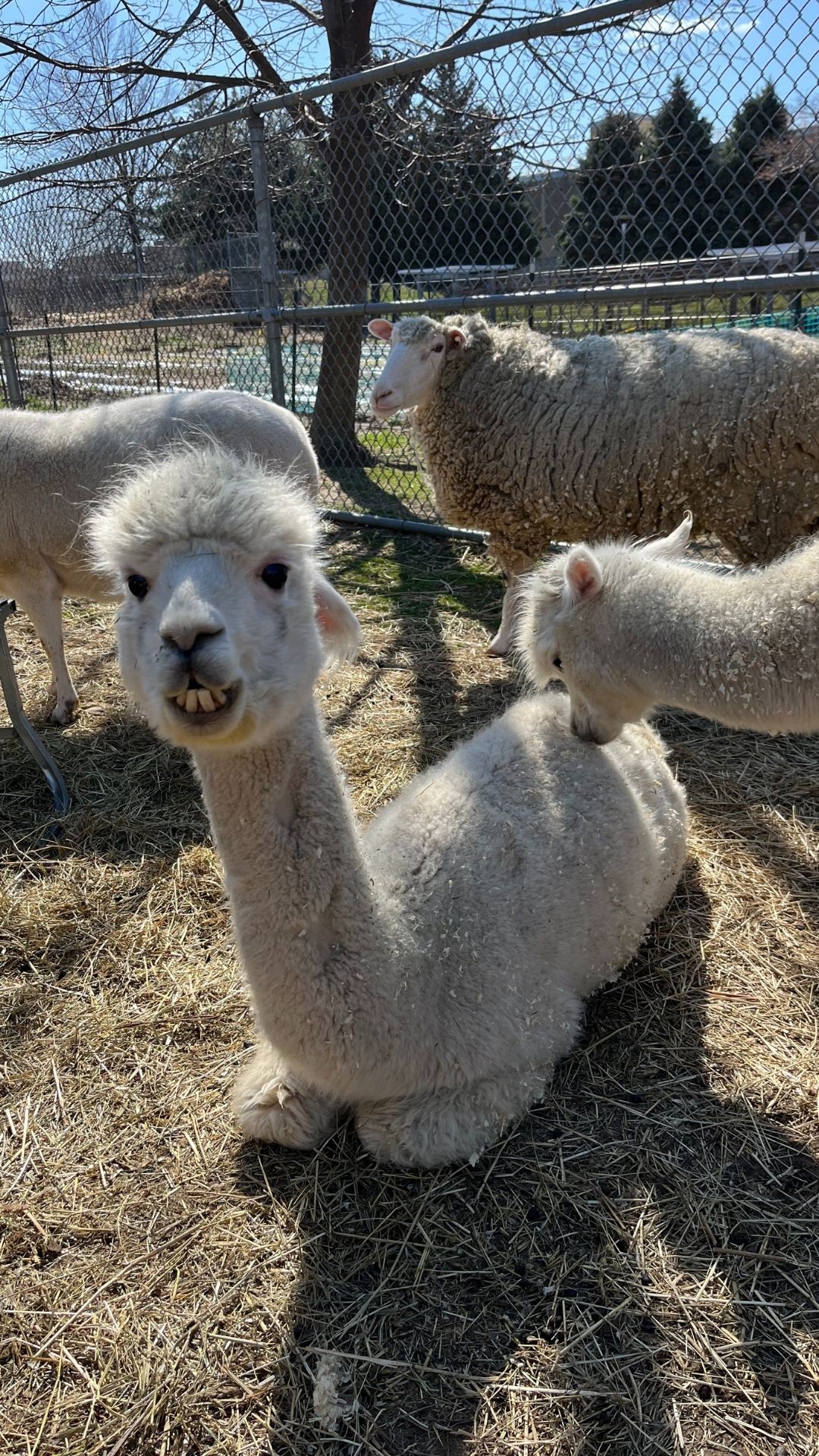 A white llama seems to smile from a seated position in front of some fellow llamas and a fence