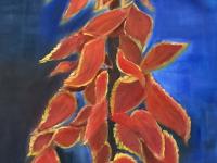 Red leaf plant.jpg