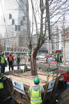 A team of construction workers support the replanting of the Survivor Tree on the 9/11 Memorial. 