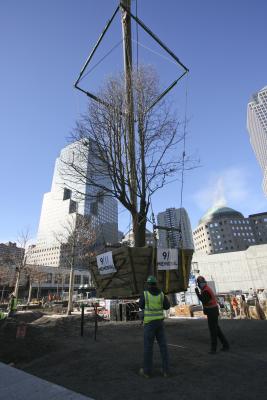 the survivor tree is raised up in scaffolding and prepared to move after 9/11