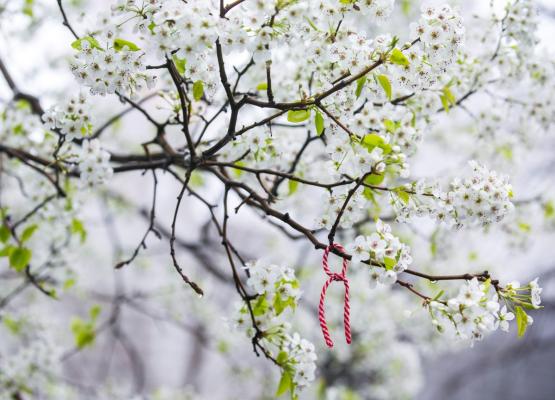 a closeup of the Survivor Tree in spring shows full white blossoms and a special handwritten note a guest attached
