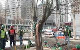 A team of construction workers support the replanting of the Survivor Tree on the 9/11 Memorial. 