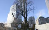 the survivor tree is raised up in scaffolding and prepared to move after 9/11