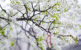 a closeup of the Survivor Tree in spring shows full white blossoms and a special handwritten note a guest attached