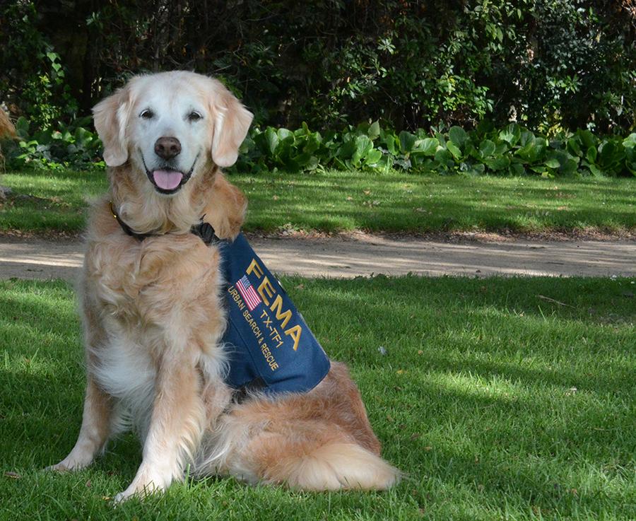Bretagne, a retired fire department canine and FEMA search dog, looks towards the camera as she sits on a grassy lawn. She is wearing a FEMA vest that reads “urban search and rescue.”