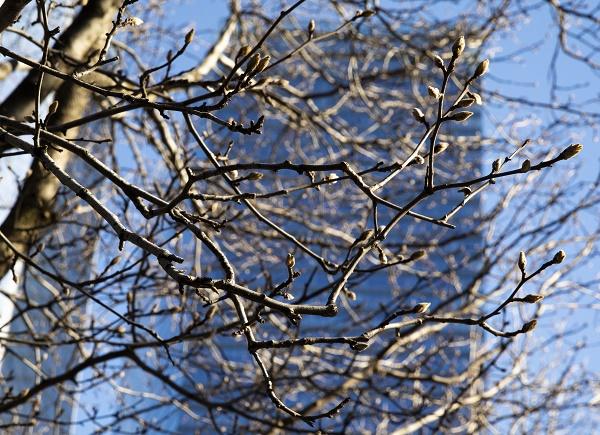 Buds on the Survivor Tree show the first signs of spring inn this closeup of the tree’s branches.