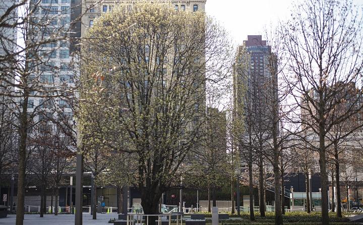 A lone tree sports springtime buds on the empty 9/11 Memorial plaza.