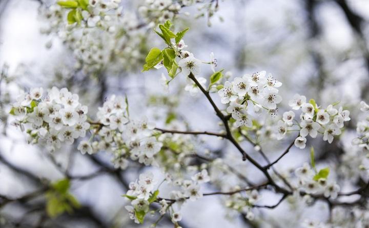 In this close-cropped photograph, tiny white flowers and light green leaves are visibly sprouting from the branches of the Survivor Tree on the 9/11 Memorial plaza.