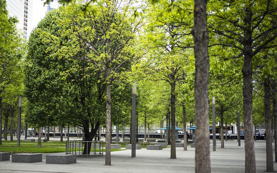 The Survivor Tree stands slightly to the left in this photograph of the Memorial plaza. The tree's dark green leaves are contrasted by the lighter green leaves of the trees on either side of it.